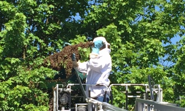 Unterstützung Imker