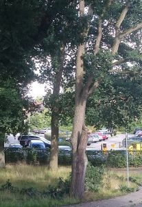 Der Rest vom Baum steht noch.