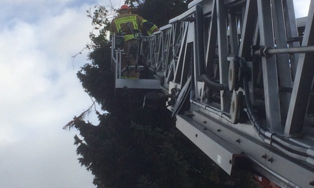 Baum droht zu stürzen