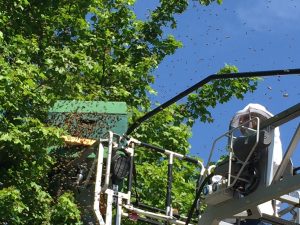 Die Königin ist in der Kiste, die anderen Bienen folgen