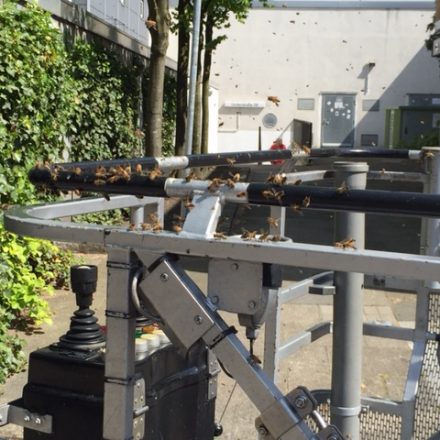 Die letzten Bienen können sich von der Drehleiter noch nicht lösen
