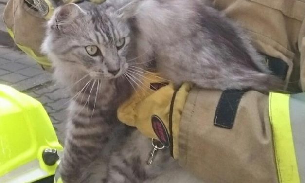 Katze im Motorraum eingeklemmt