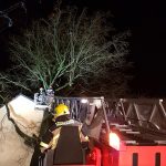 Ein ziemlich großer Baum mit mehr als 1 Meter Stammdurchmesser
