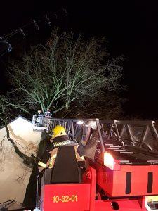 Ein ziemlich großer Baum mit mehr als 1 Meter Stammdurchmesser