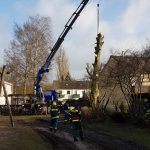 Alle Äste sind entfernt und der Baum fällt