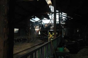 Das direkt angrenzende Stallgebäude mit den Jungbullen konnte im Innenangriff unter Atemschutz gehalten werden, wenn auch Teile des Daches stark beschädigt wurden (Foto: Michael Bunk)