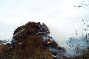 Hier sieht man deutlich, was für eine Hitze in dem großen Misthaufen steckt