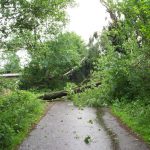 Die Straße "Voßhörn" war eine der am schlimmsten betroffenen Straßen. Auf einer Länge von ca. 1 Km sind zahlreiche große Bäume, teilweise mit Wurzelteller umgekippt!