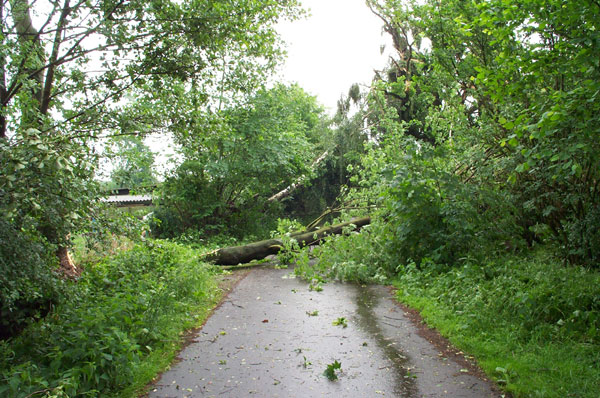 Die Straße "Voßhörn" war eine der am schlimmsten betroffenen Straßen. Auf einer Länge von ca. 1 Km sind zahlreiche große Bäume, teilweise mit Wurzelteller umgekippt!