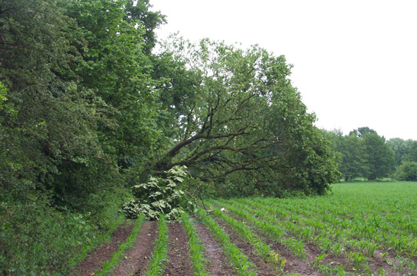 Hier wurde ein Maisfeld in Mitleidenschaft gezogen
