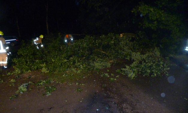 Baum auf Straße