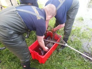 ca. 20 Pfund schwimmen in der Kiste