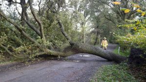 Samt Wurzelwerk komplett umgestürzt war dieser Baum.