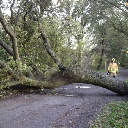 Samt Wurzelwerk komplett umgestürzt war dieser Baum.