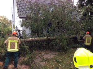 Auch dieser Baum wurde beseitigt