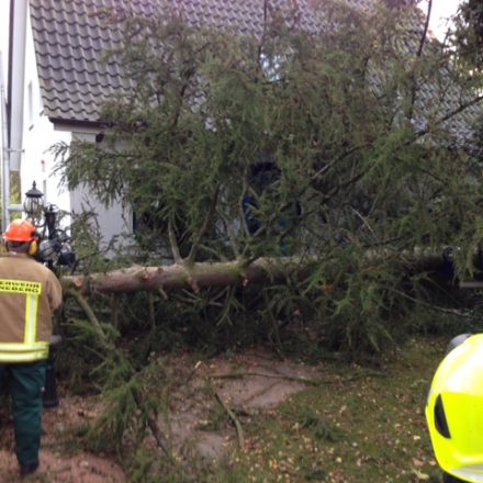 Auch dieser Baum wurde beseitigt