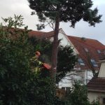 Durch eine Leine gesichert konnte der Baum mit der Motorsäge bearbeitet werden