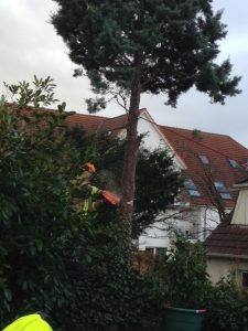 Durch eine Leine gesichert konnte der Baum mit der Motorsäge bearbeitet werden