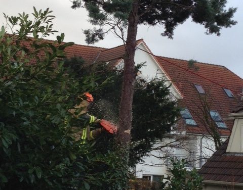 Baum droht auf Haus zu Fallen