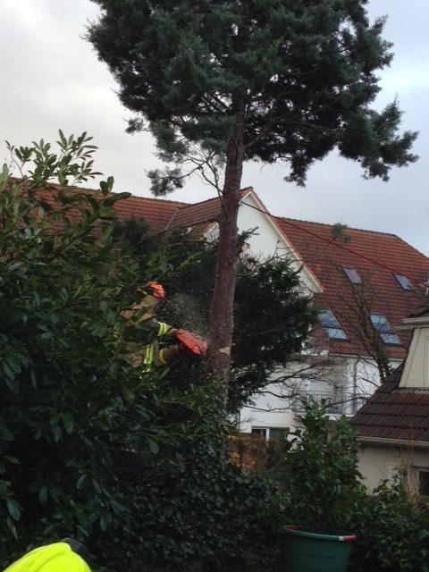 Baum droht auf Haus zu Fallen
