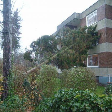 Der Baum lehnte sich am Gebäude an.