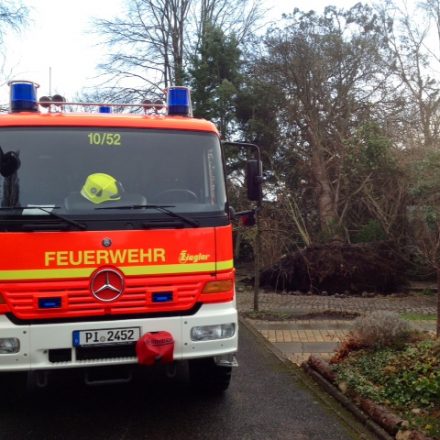 Aufgestellter Wurzelteller und Baum in bedächtlicher Schräglage