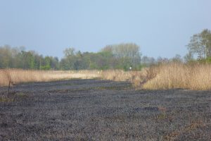 Verbrannte Vegetation