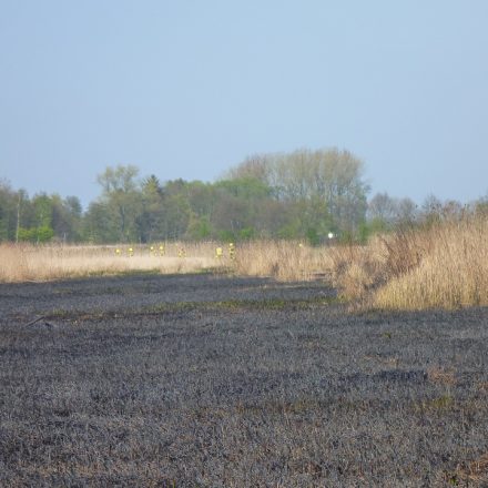 Verbrannte Vegetation