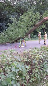 Abgestützer Baum - Auto entfernt