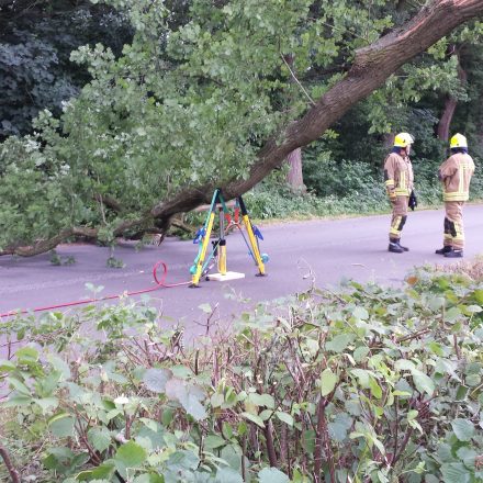 Abgestützer Baum - Auto entfernt