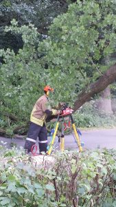 Die Baumkrone wird beseitigt