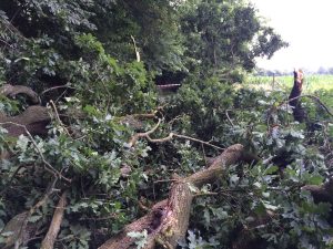 Der Baum blockierte den gesamten Weg
