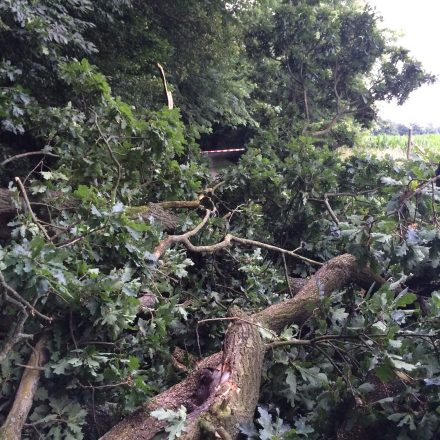 Der Baum blockierte den gesamten Weg
