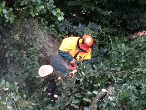 Arbeiten mit der Motorsäge