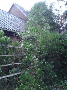 Baum auf Haus