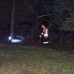 Der gesicherte Baum wird mit der Motorsäge vom Wurzelteller gesägt