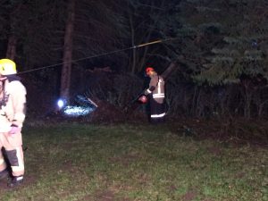 Der gesicherte Baum wird mit der Motorsäge vom Wurzelteller gesägt