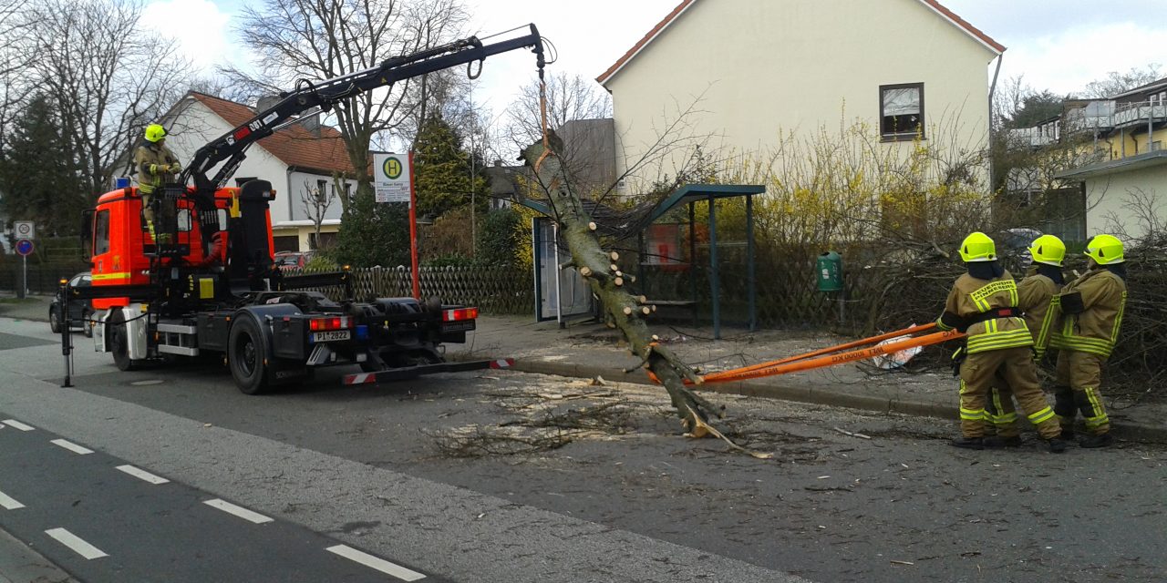 Baum auf Bushaltestelle