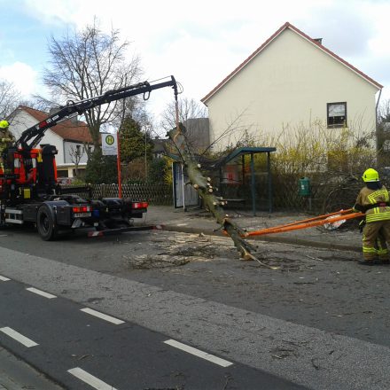 Der Baum wird mit dem Kran von der Unterstand gehoben