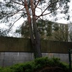 Der Sturm riss diesen Baum samt Wurzelteller aus dem Boden.....