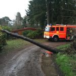 Auch dieser Baum musste beseitigt werden