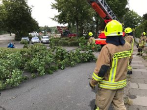 Ein Ast wurde aus der Krone entfernt