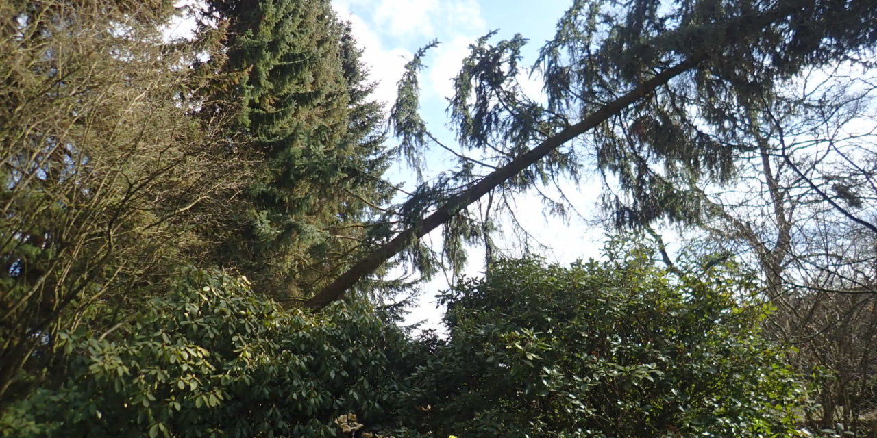 Baum droht zu fallen