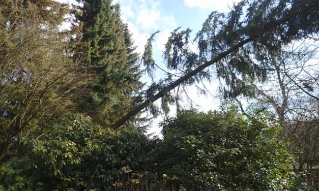 Baum droht zu fallen