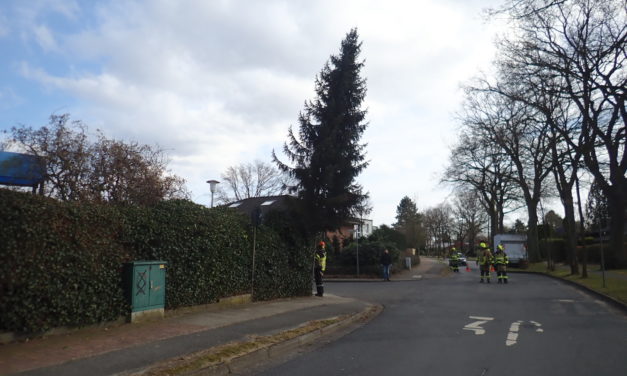 Baum droht zu fallen