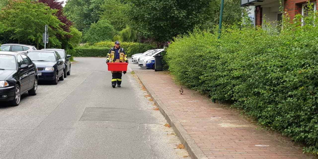 Feuerwehr stoppt Verkehr für Entenfamilie