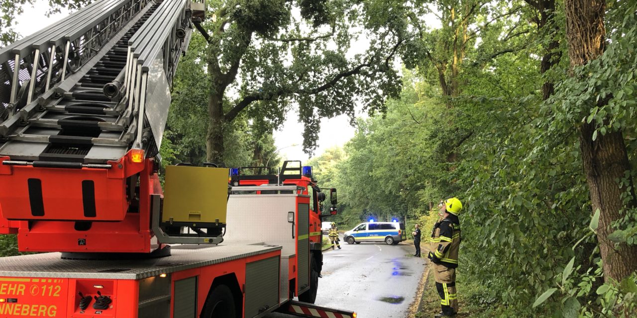 Ast auf Straße