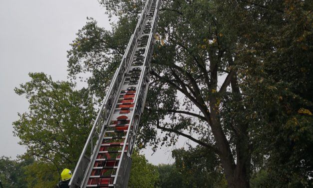 Drohen Äste zu fallen