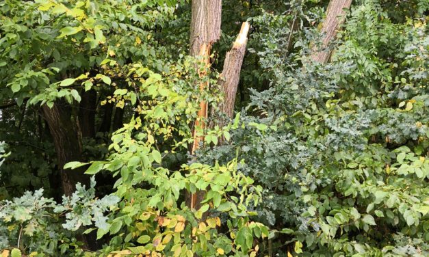 Baum droht in Freileitung zu fallen