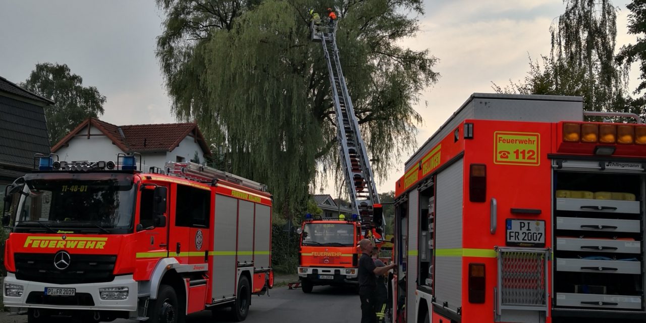 Rellingen: Baumkrone in 15m Höhe abgebrochen